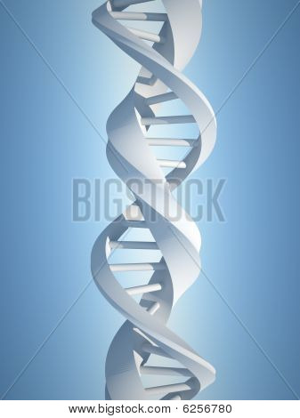 Dna 的结构