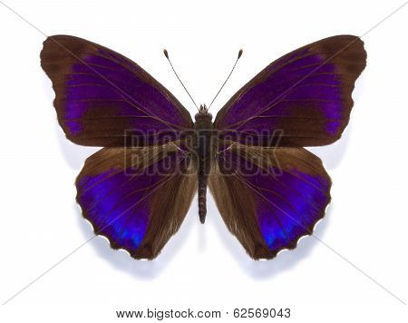 Tropical Butterfly Eunica Alpais Excelsa