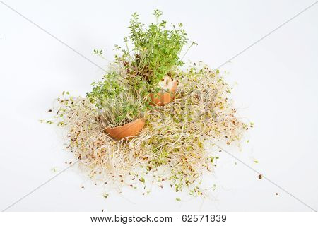 Fresh Alfalfa Sprouts and Spring Easter Egg