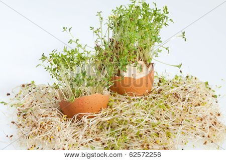Fresh Alfalfa Sprouts and Spring Easter Egg