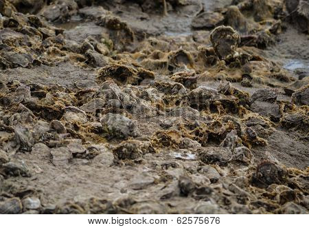 Low Water Levels Exposes Nature