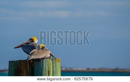 Pelicans Resting