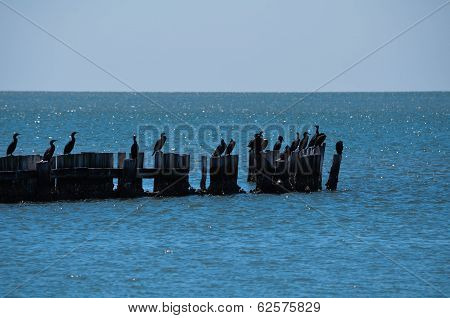 Cormorants Resting