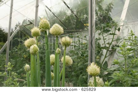 Cibule