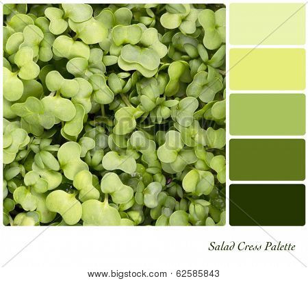 A background of fresh salad cress in a colour palette with complimentary colour swatches