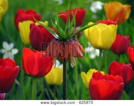 Gemischte Blumen im Garten