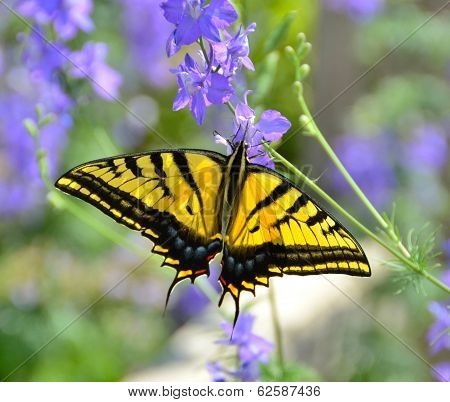 Beautiful Butterfly