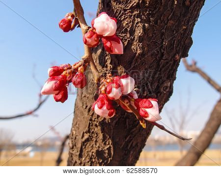Cherry Blossom Flower Buds on Tree