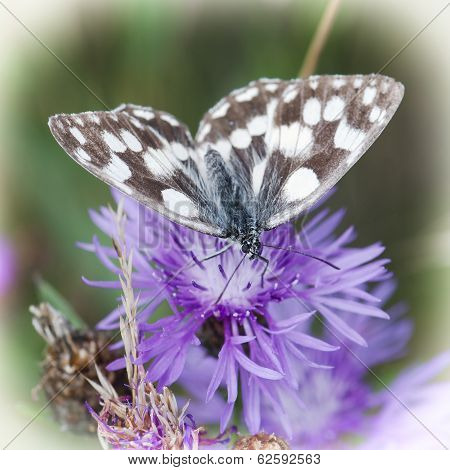 Marbled White (melanargia Galathea)