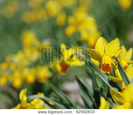 Background Of Yellow Daffodils