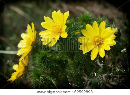 Pheasant's Eye (adonis Vernalis)