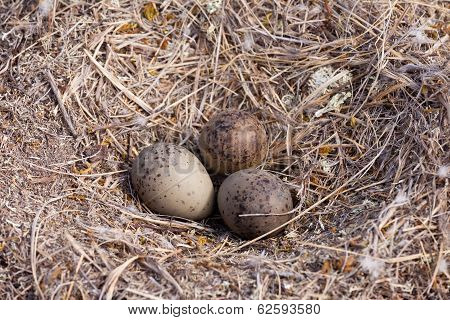 American Herring Gull Nest With Three Mottled Eggs
