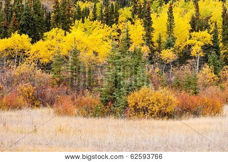 Colorful Fall Yukon Canada Boreal Forest Taiga