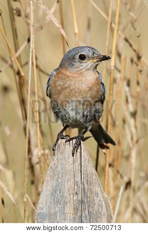 Eastern Bluebird