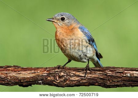 Female Eastern Bluebird