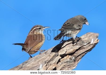 Carolina Wren On A Stump