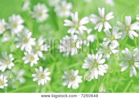 Cerastio fiori