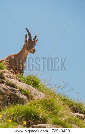 ibex