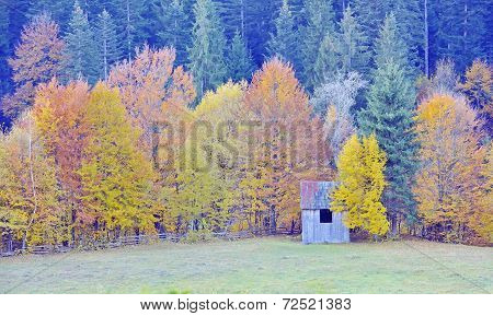 Colors Of Autumn Birch Forest