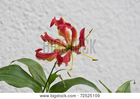 Gloriosa Superba or Climbing Lily
