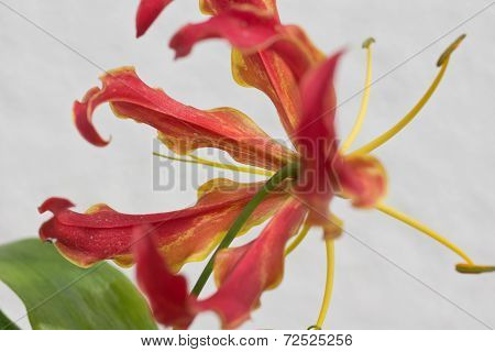 Gloriosa Superba or Climbing Lily