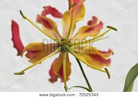 Gloriosa Superba or Climbing Lily