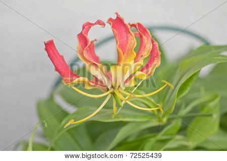 Gloriosa Superba or Climbing Lily