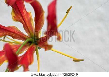 Gloriosa Superba or Climbing Lily