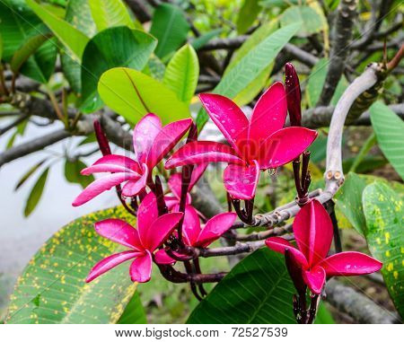 Red plumeria