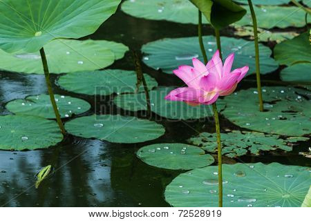 Blooming lotus