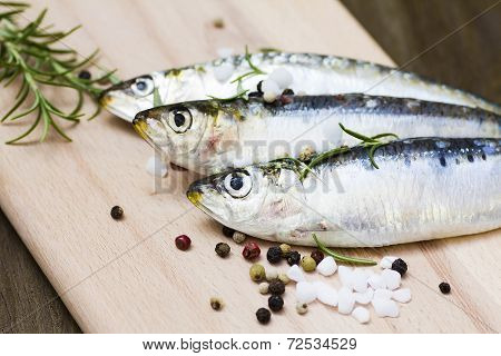 Fresh Pilchard