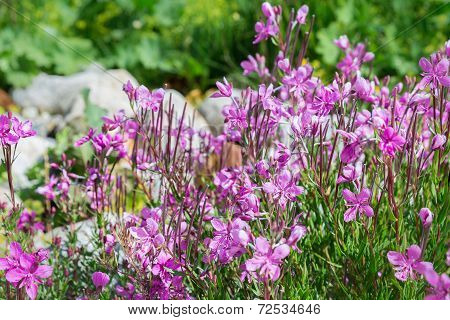 Flowering Rosemary (ledum)