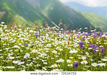Beautiful Flowers On The Meadow In The Caucasus Mountains