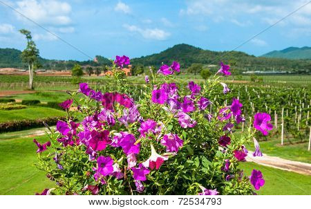 Petunia