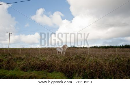 Cavallo