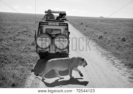 tourists in a car looking a lion
