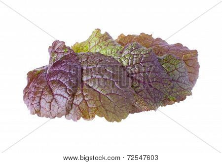 The Heap with Lush Mustard Leaves