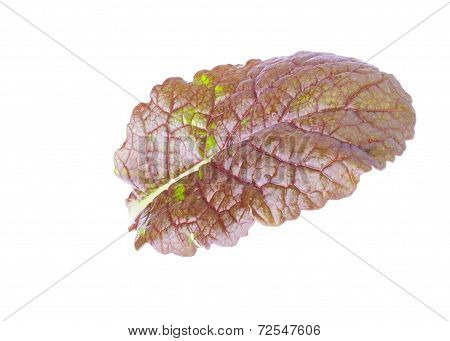 Single Leaf of Mustard Salad