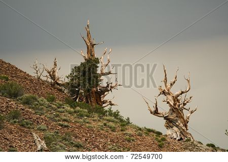Bristlecone Pines