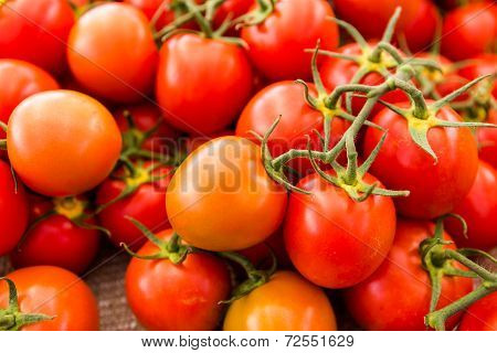 Red Tomatoes
