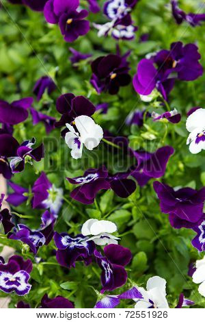 Pansy