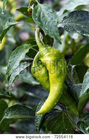 Fresh green peppers in the garden after rain.