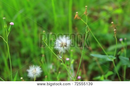 Vernonia cinerea flower