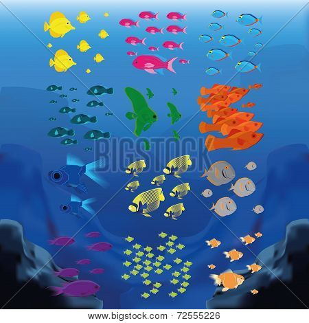 a set of colored fishes on an underwater background