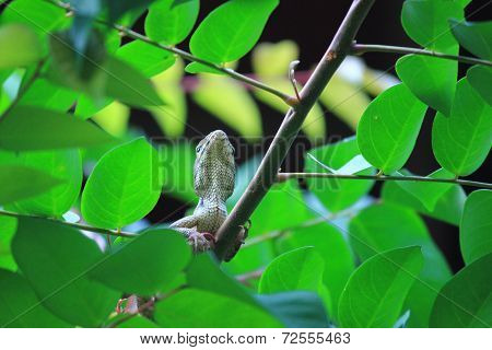Chameleon