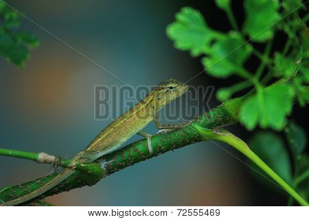 Chameleon