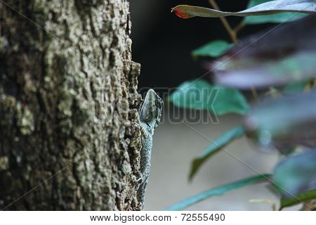 Chameleon