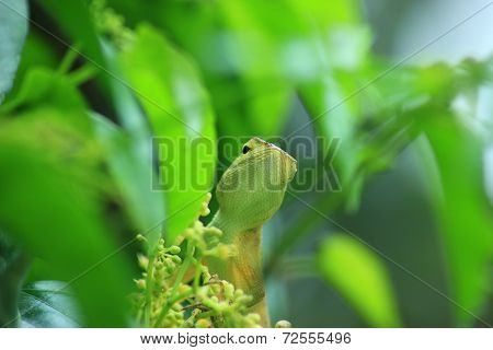 Chameleon