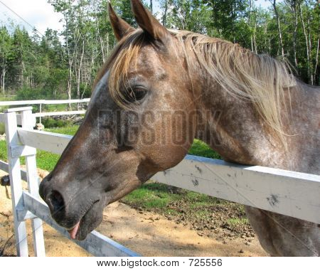 tonguewaghorse