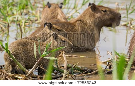 Baby Capybara in Brazilian Pantanal (Side view). Hydrochoerus hydrochaeris